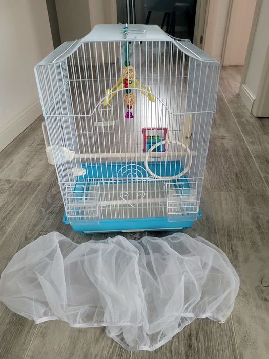 Colivie papagal albastra