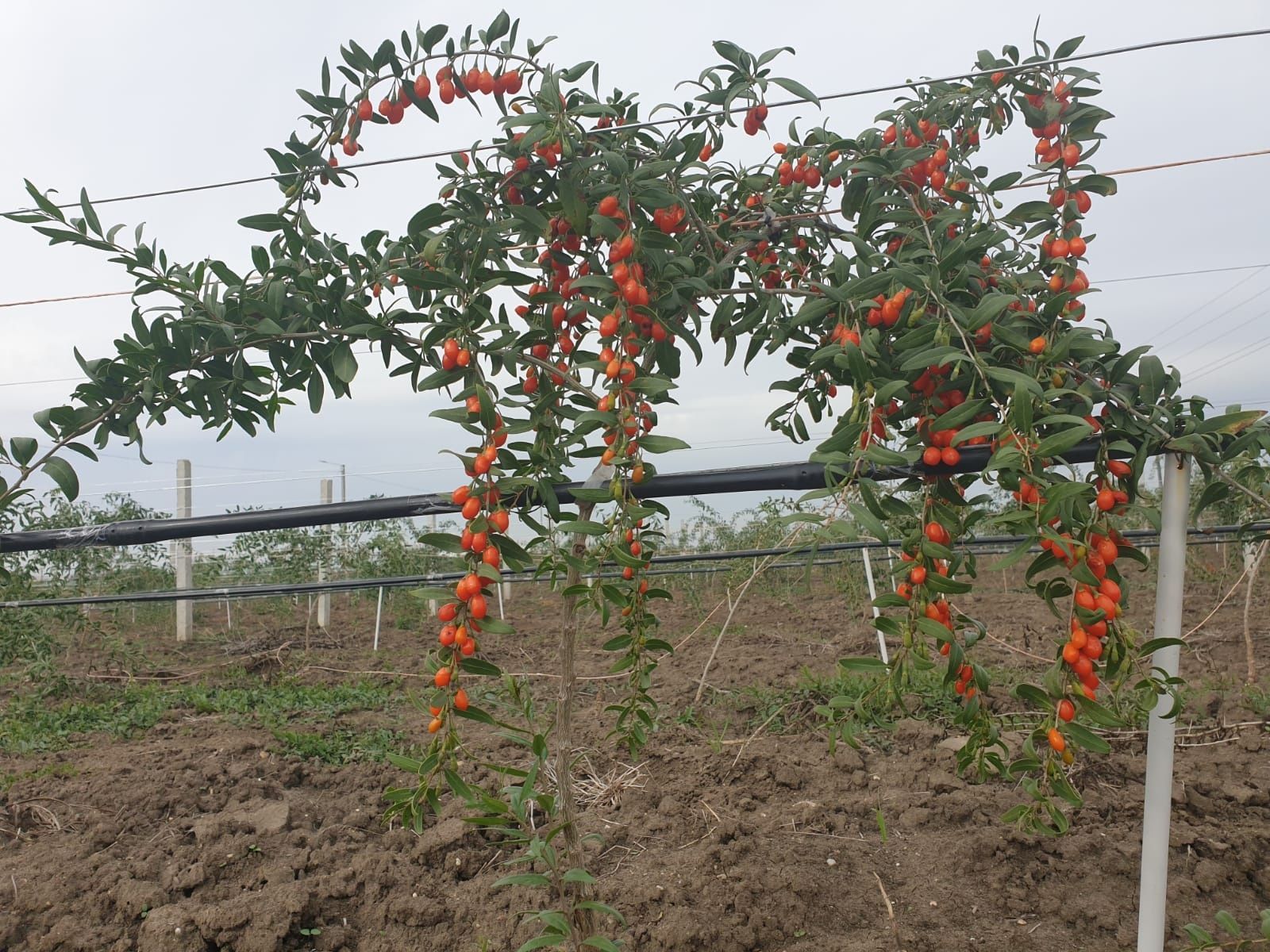 Goji fructe ecologice proaspete/congelate/deshidratate