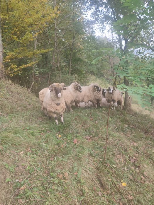 Își caută un nou stăpân miel din primăvară  petru sacrificat sau de ti