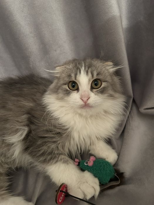 Продам пушистого шотландского кота