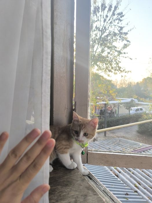 Hadiyaga mushukchammi beraman