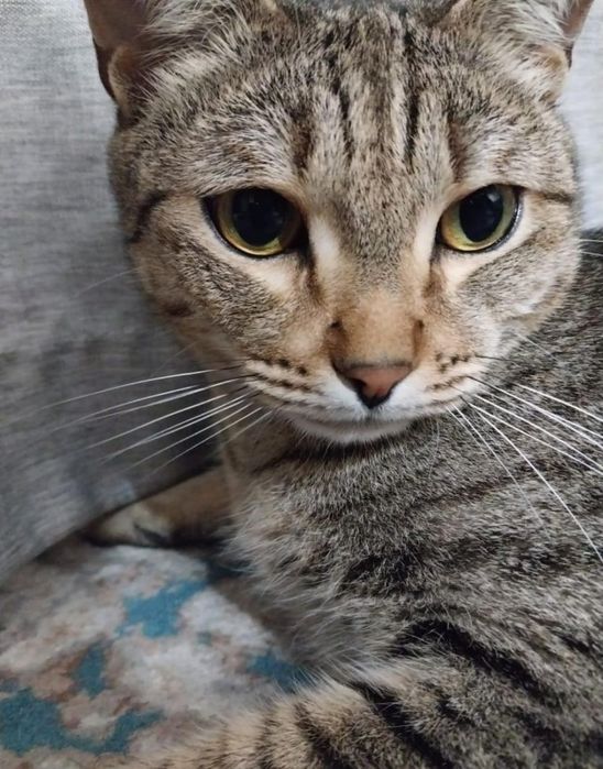 Отдаем кота в добрые руки