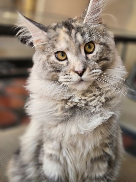 Мейн-кун, девочкв