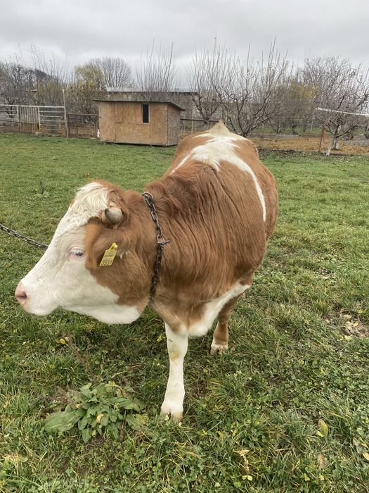 Vand junca baltata la prima fatare