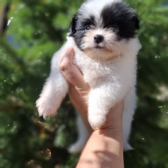 Милые щенки шпица
