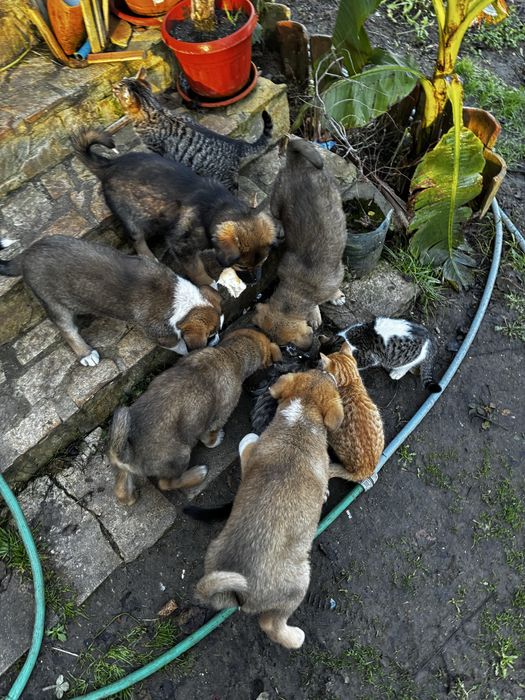 Котета които спешно си търсят дом