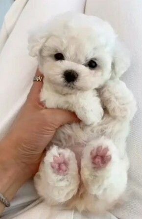 Caniche poodle mini toy