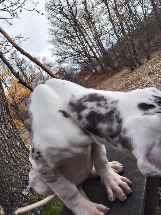 Немски дог с олимпийска кръвна линия