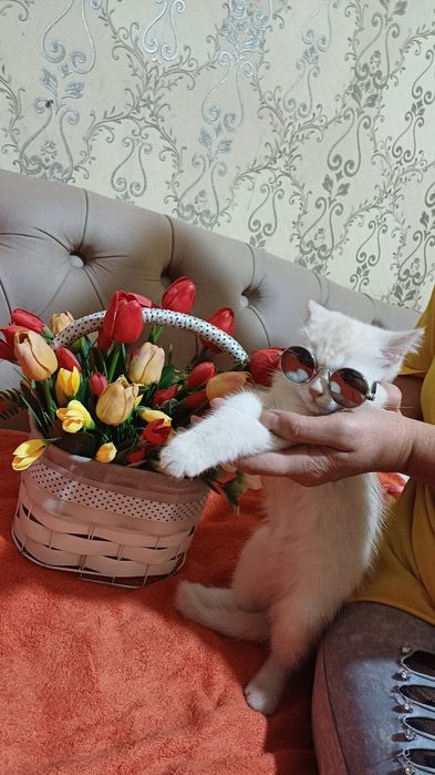 Шотландский страйд