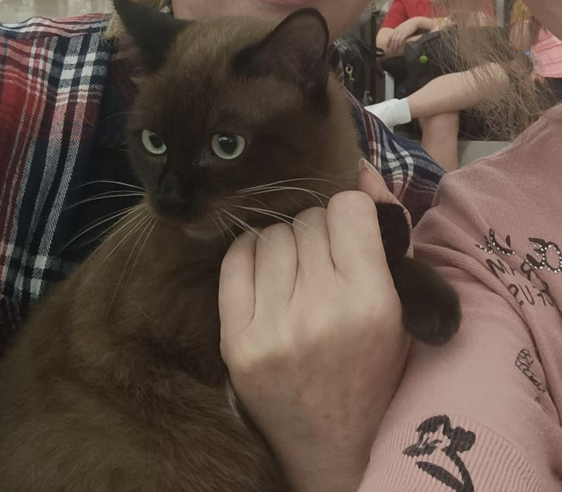 Котета  порода Тойбоб