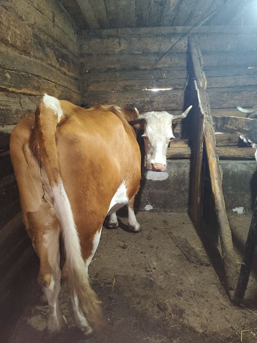 Vaca de vanzare zona Horea