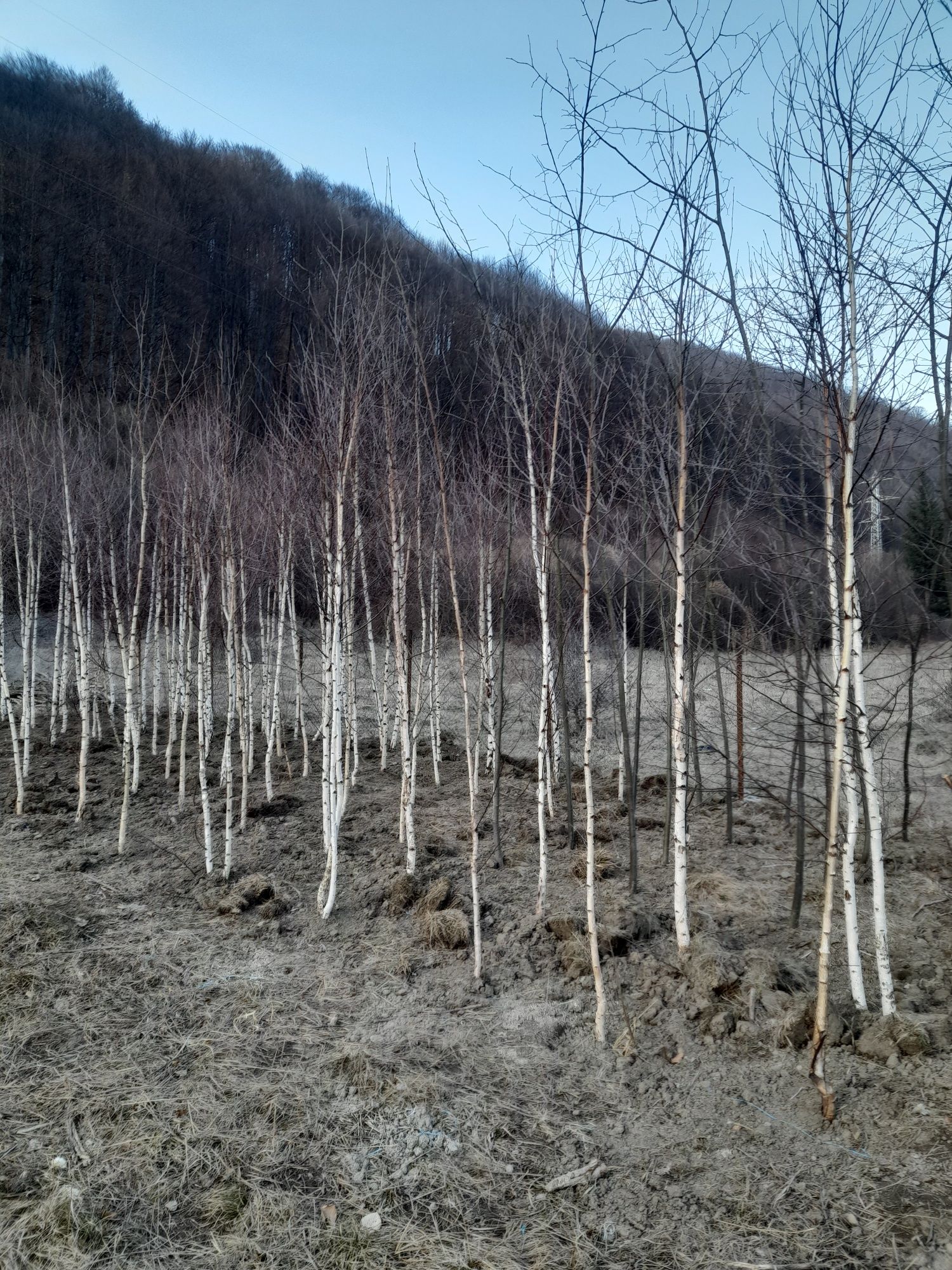 Mesteacăn tei leylandii piatra naturala gazon rulou etc