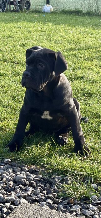 Cane corso femela