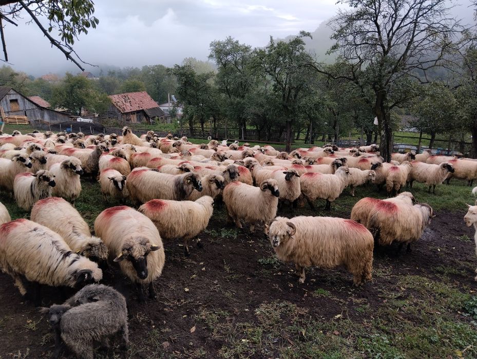 Oi  de   vânzare