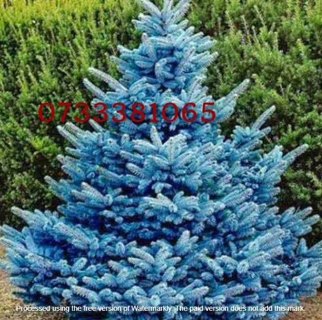 Plante ornamentale