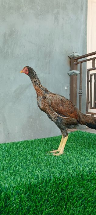 Dakan joja sotiladi