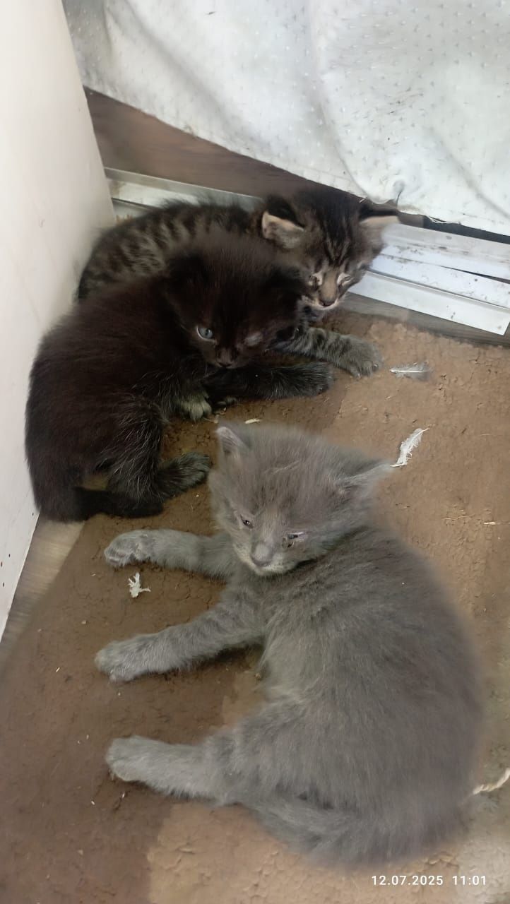 Котята ищут дом и добрых хозяев