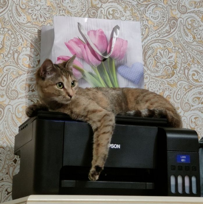 Ищем новый дом для нашей девочки