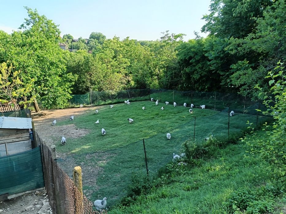 Продават се куломбииски брами