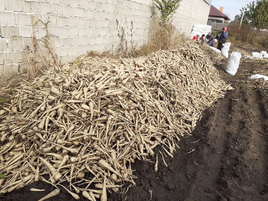 Morcov pătrunjel pastarnac țelină ceapă