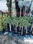 Plante ornamentale
