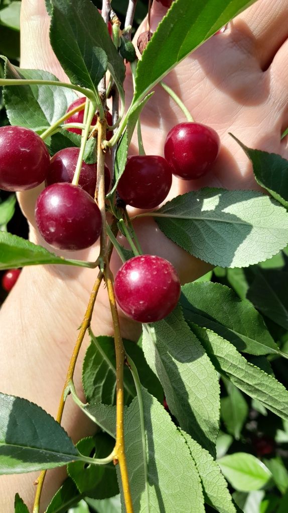 Продам Вишню из своего сада