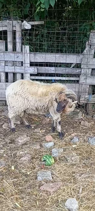 Berbec țurcan de montă de vânzare