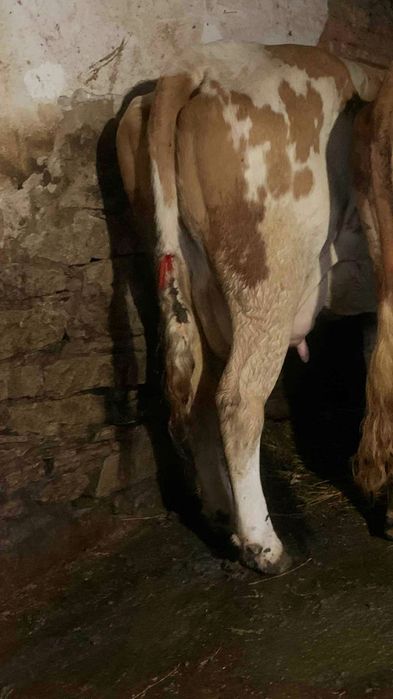 Vând 4 vaci baltate românești dintre care una are o vitea