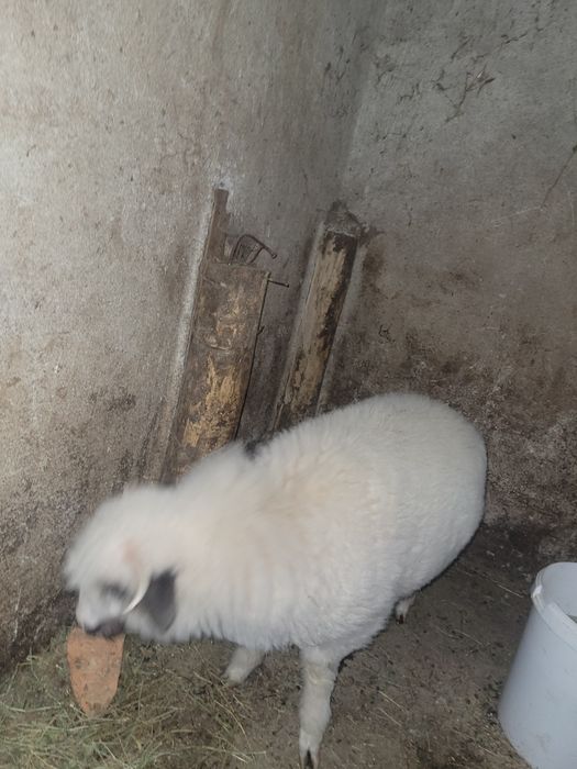 miel de 4 luni  schimb cu miala