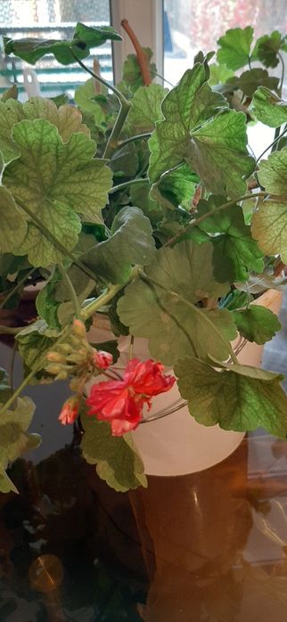 Герань розово-красная. Цена 1000 тенге.