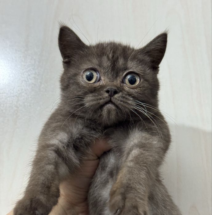 Brtanka choko okrast qiz bola