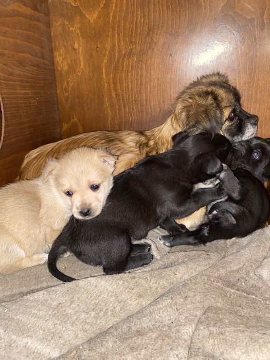 Cățelușe spre adopție
