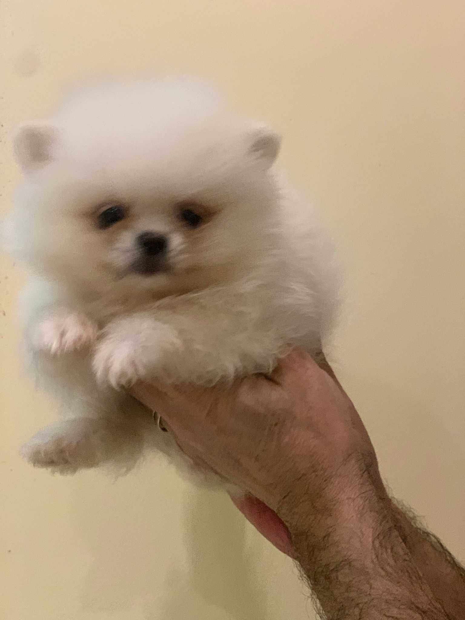 Pui Pomeranian toy alb