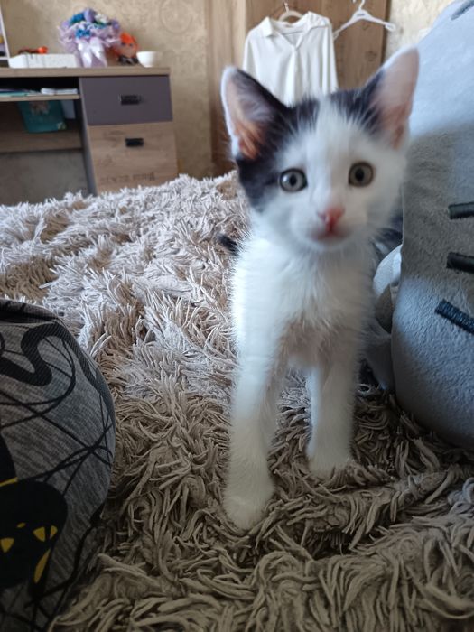 Котята, 1 месяц.