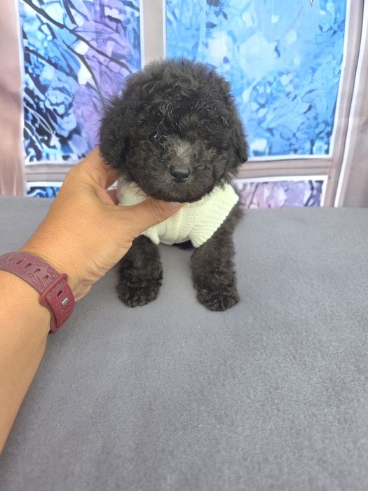 Резервирани!Пудел той сиви с документ за произход