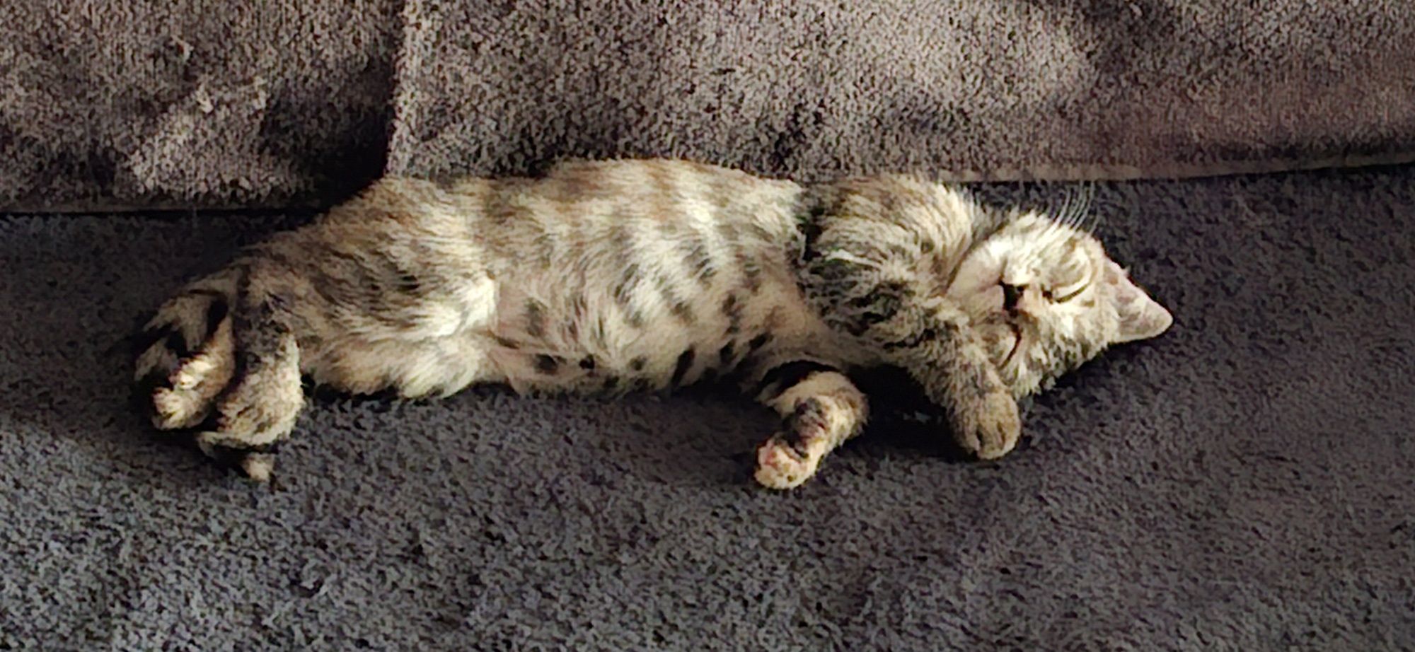 Котенок в хорошие ручки