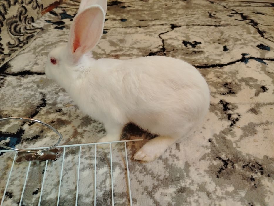 Продаются кролики