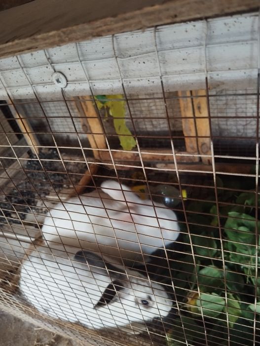 Quyonlar erkak ikkalasi 300 ming