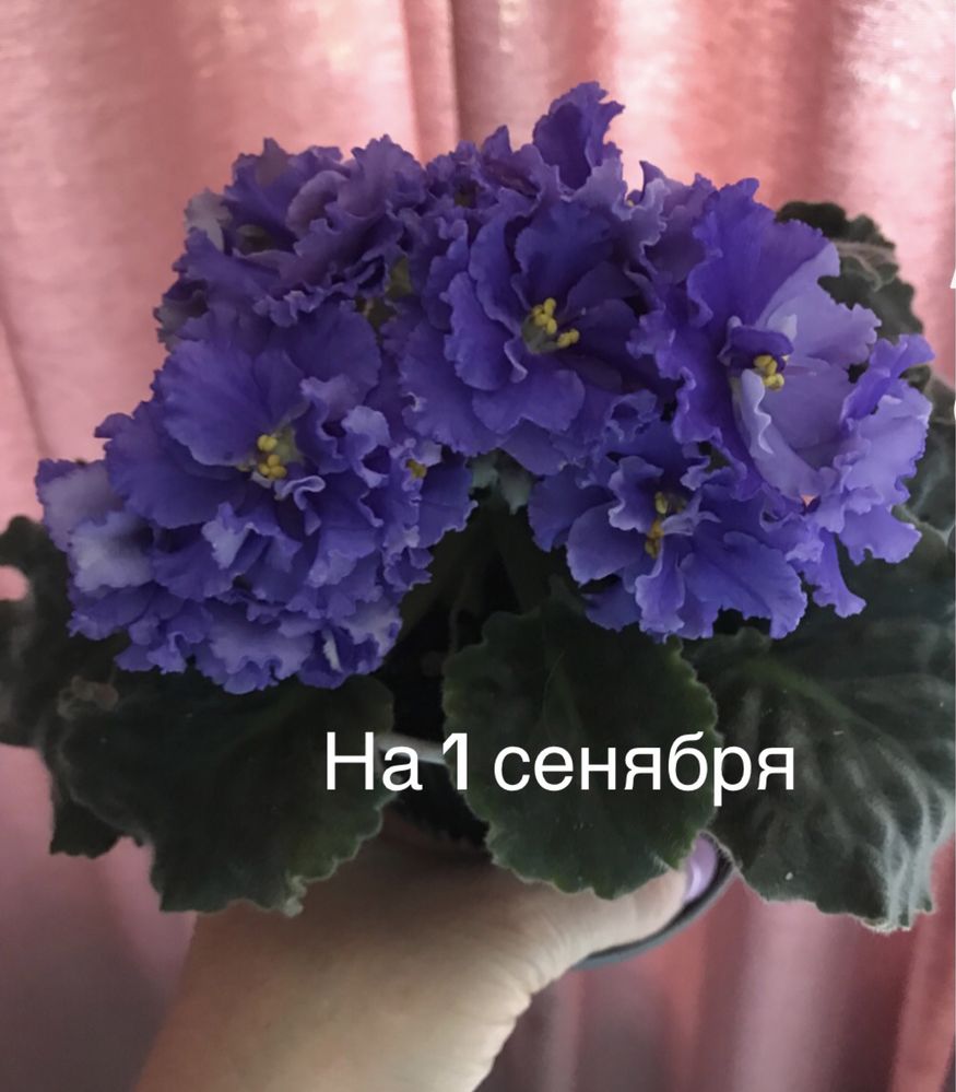 Ищем дом для красивого цветка