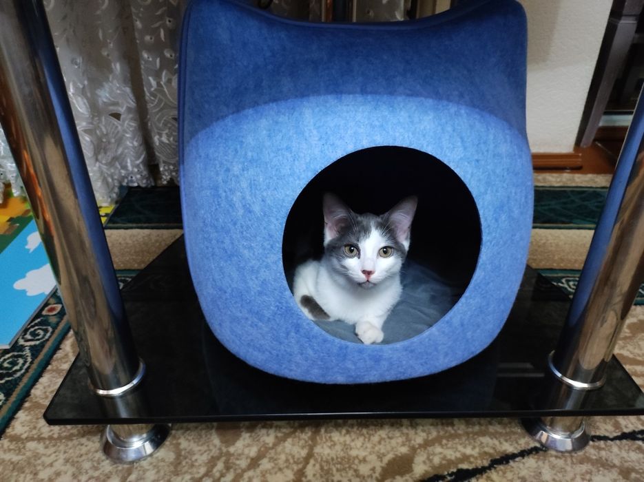 ОТДАМ кошечку в Добрые и надёжные руки.