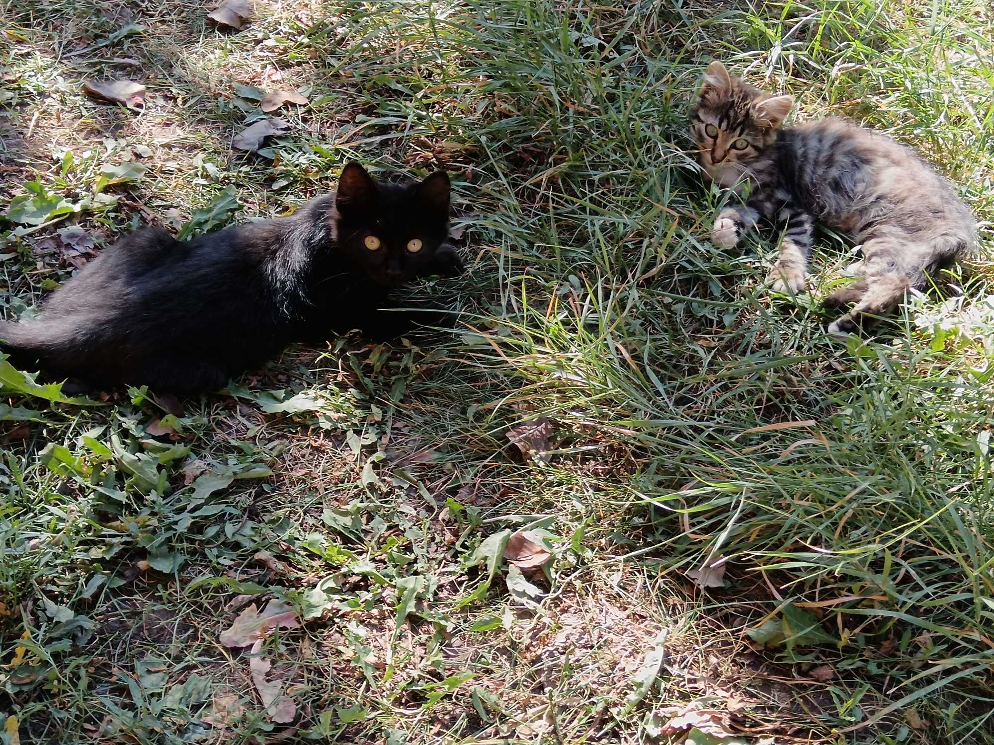 Подарявам котета