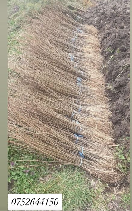 Puieți diferite soiuri direct de la producator100% !!