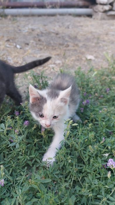 Котята 2мес. Домашние,воспитанные,приучены к лотку