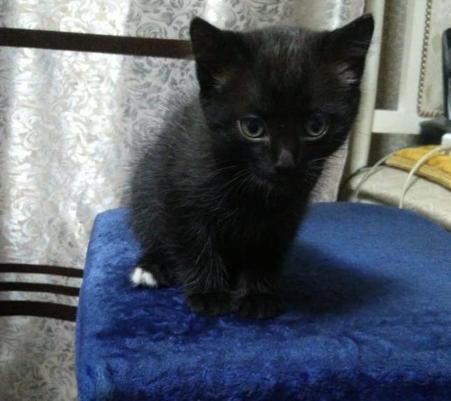 Ищет дом очаровательный котенок- мини-пантера и прирожденный крысолов