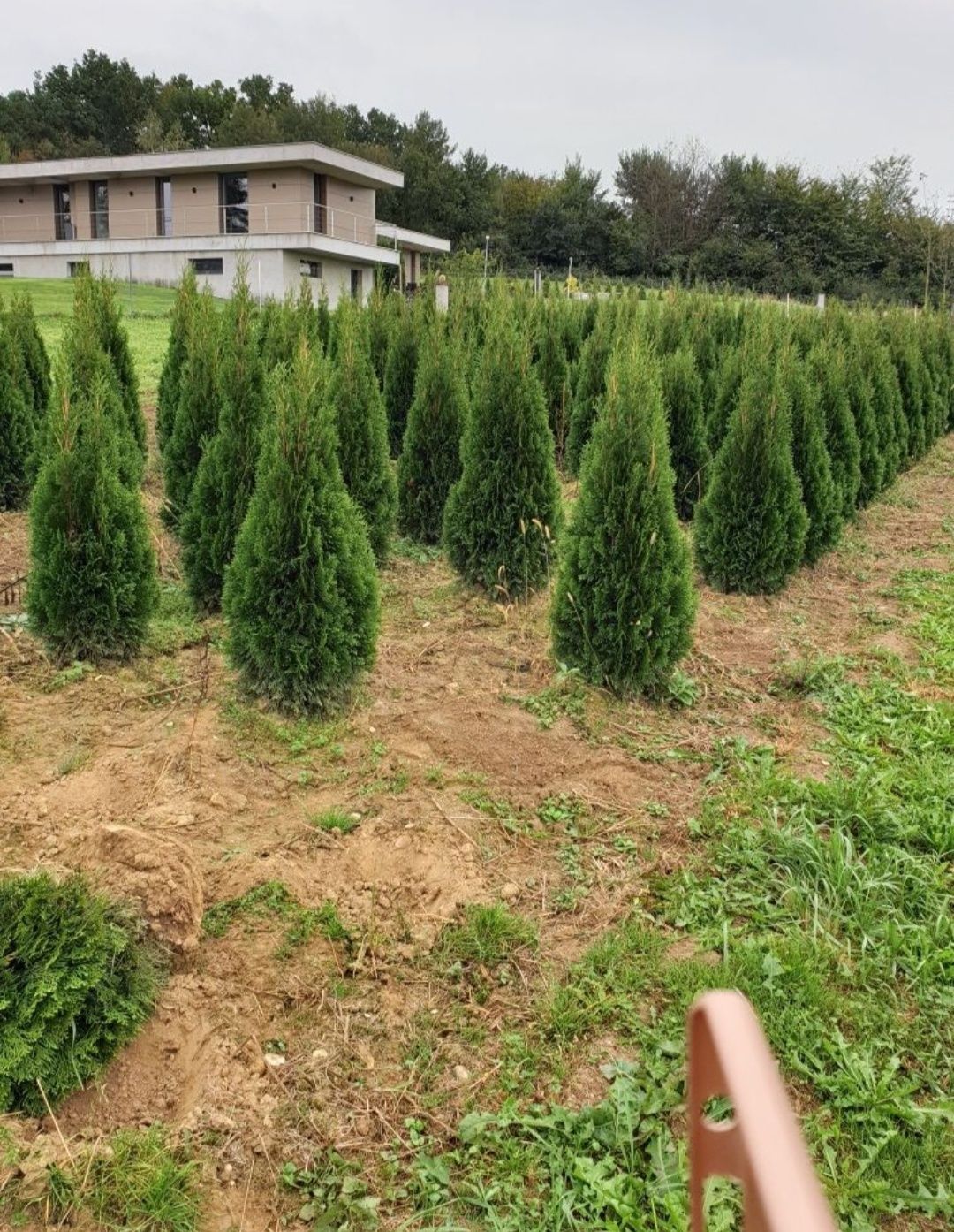 Plante ornamentale și gazon rulou