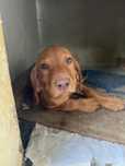 Pui Vizsla maghiara