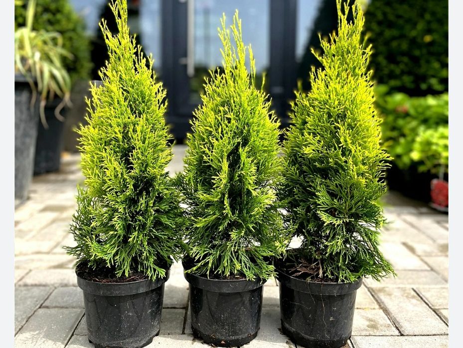 Tuia Smaragd la Ghiveci