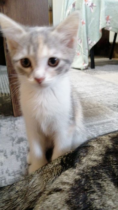 Котята  вислоушки  торг