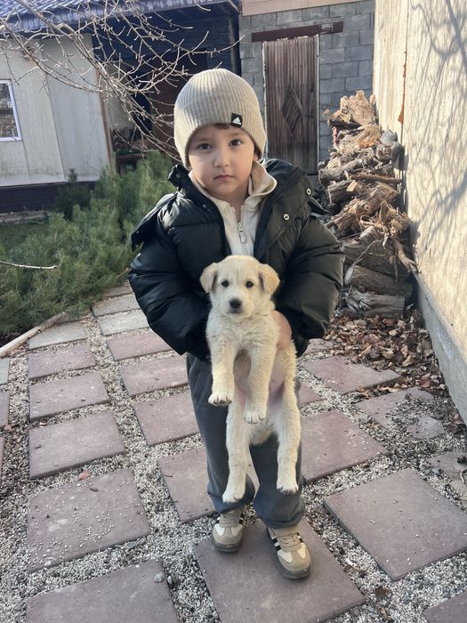 Щенки в добрые руки