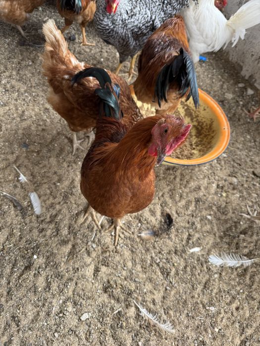 Продаются Петухи молодые атештер бар